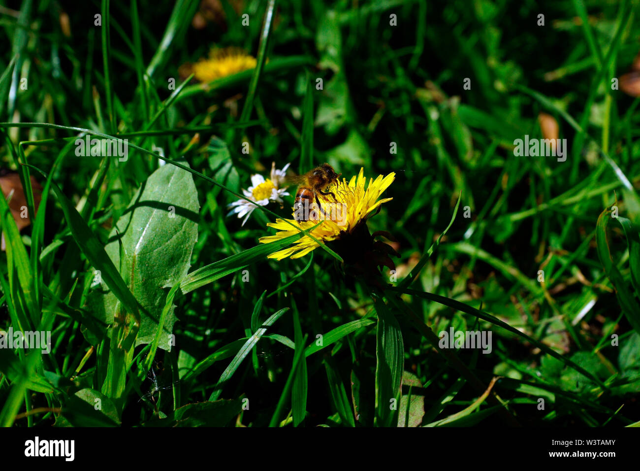 Tarassaco. (PICK ME e abbiamo letto!) Foto Stock