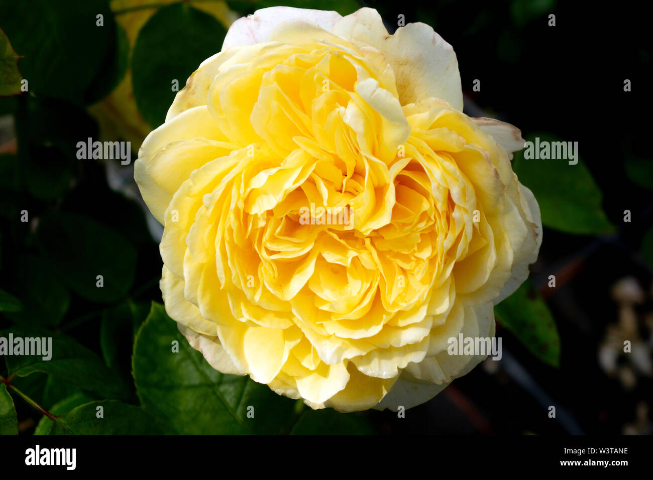 Un unico fiore di specie di rose di Charlotte in piena fioritura nel mese di luglio in il giardino murato in Eggleston Inghilterra Durham Tees Valley England Regno Unito Foto Stock