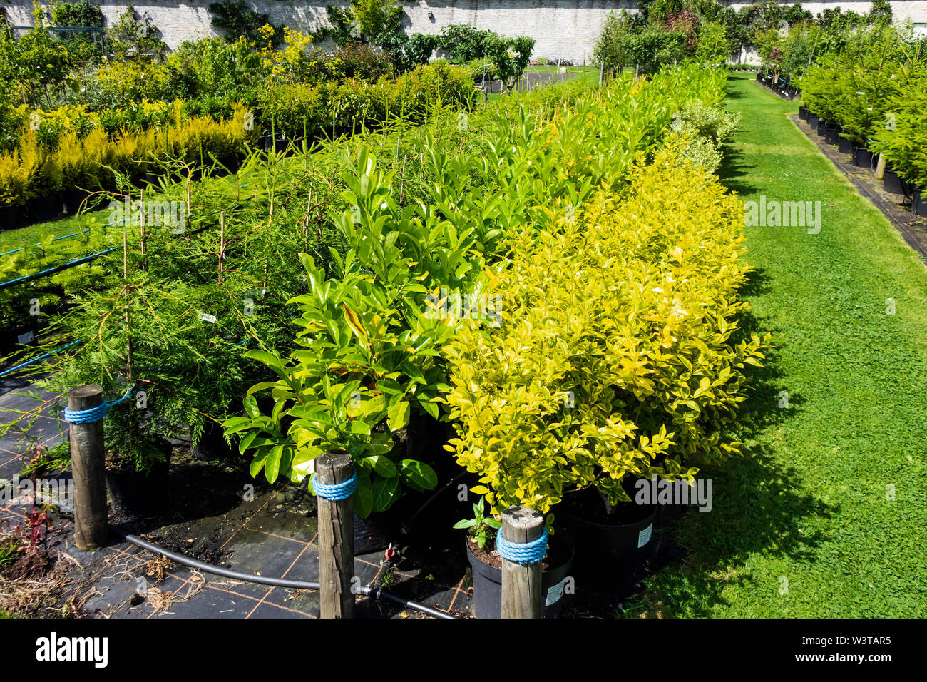 Piante forestali ligustro laurel e fir in vendita presso il nel Eggleston walled garden center Durham Regno Unito Inghilterra Foto Stock