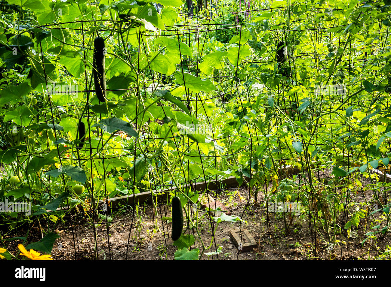 Cetrioli e altri ortaggi vengono coltivati in un terreno in un lussureggiante giardino comunità nel quartiere di Chelsea di New York martedì, 16 luglio 2019. (© Richard B. Levine) Foto Stock