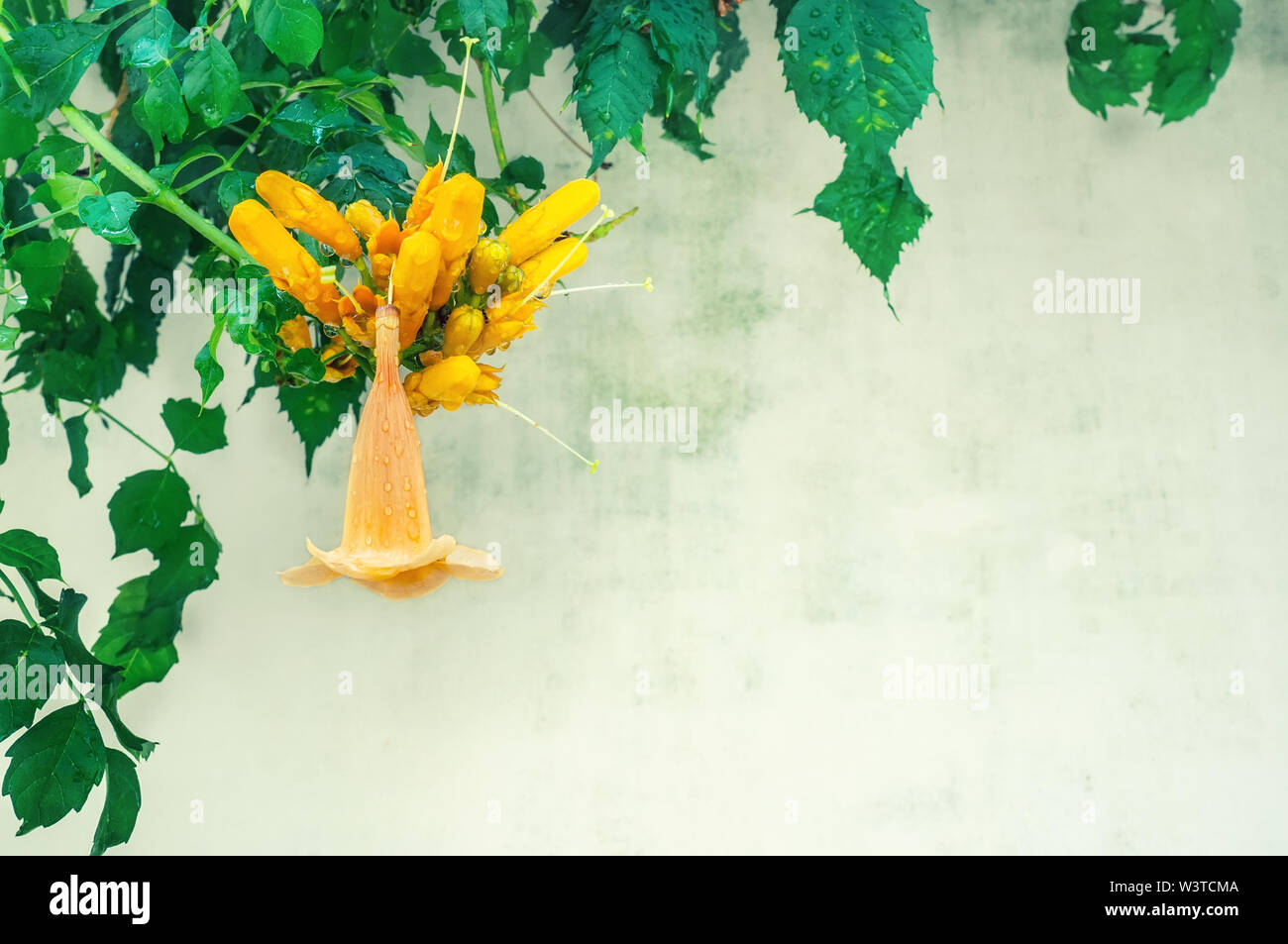La Campsis Flower è un elemento tubolare di fiore di arancia contro una lucida, denso fogliame verde di un vitigno cespuglioso. Grappolo di colore rosso-arancio fiori su un backgro sfocata Foto Stock