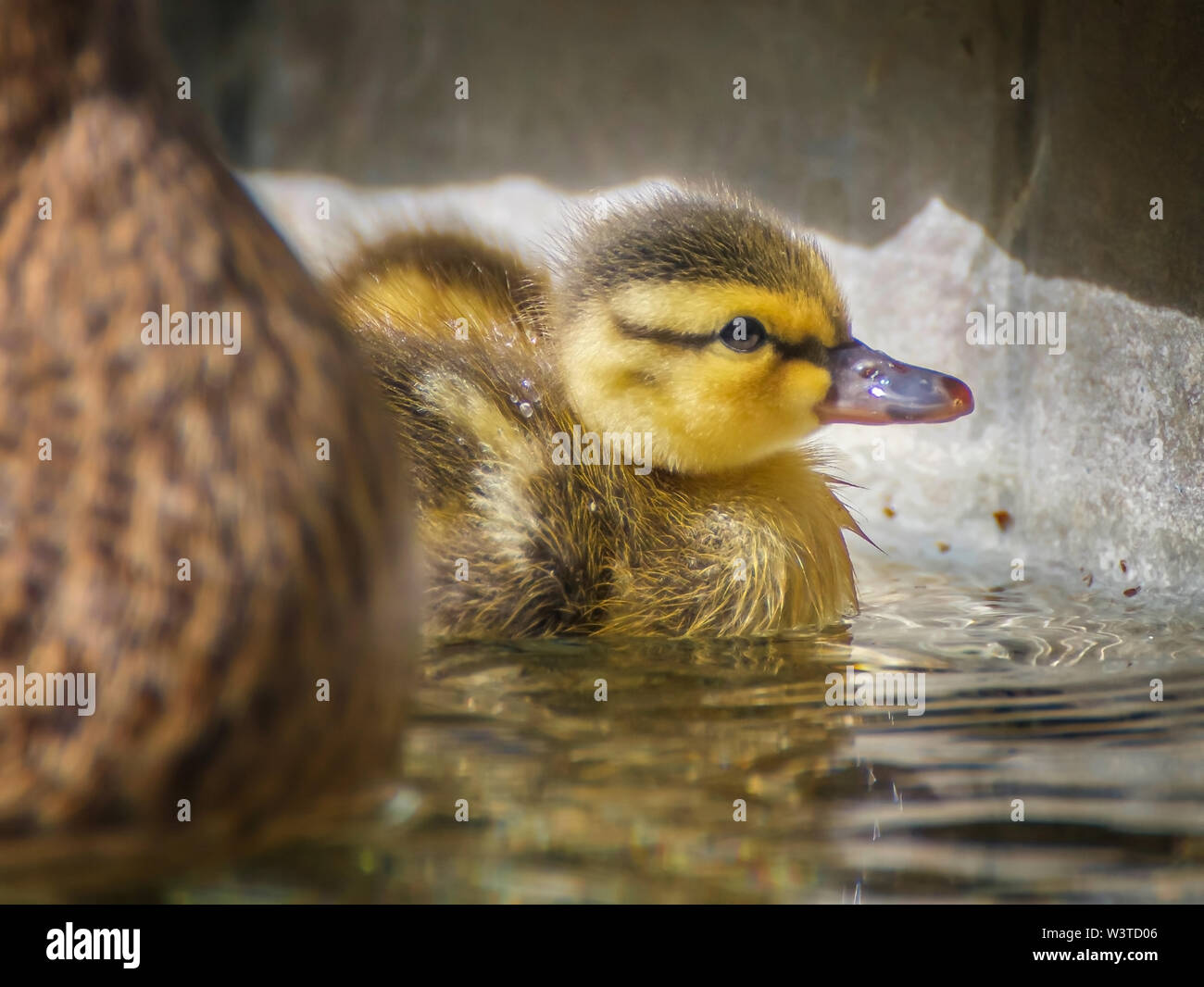 Mallard anatroccolo con morbide piume soffici nuotate in piscina con le goccioline d'acqua. Foto Stock