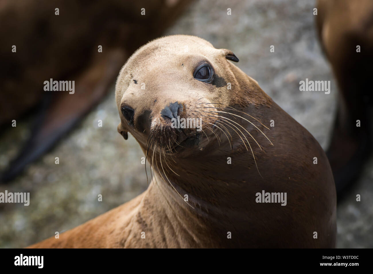 Sea Lion ensoleillement su roccia guarda la fotocamera con grandi occhi marroni e baffi sulla costa della California. Foto Stock