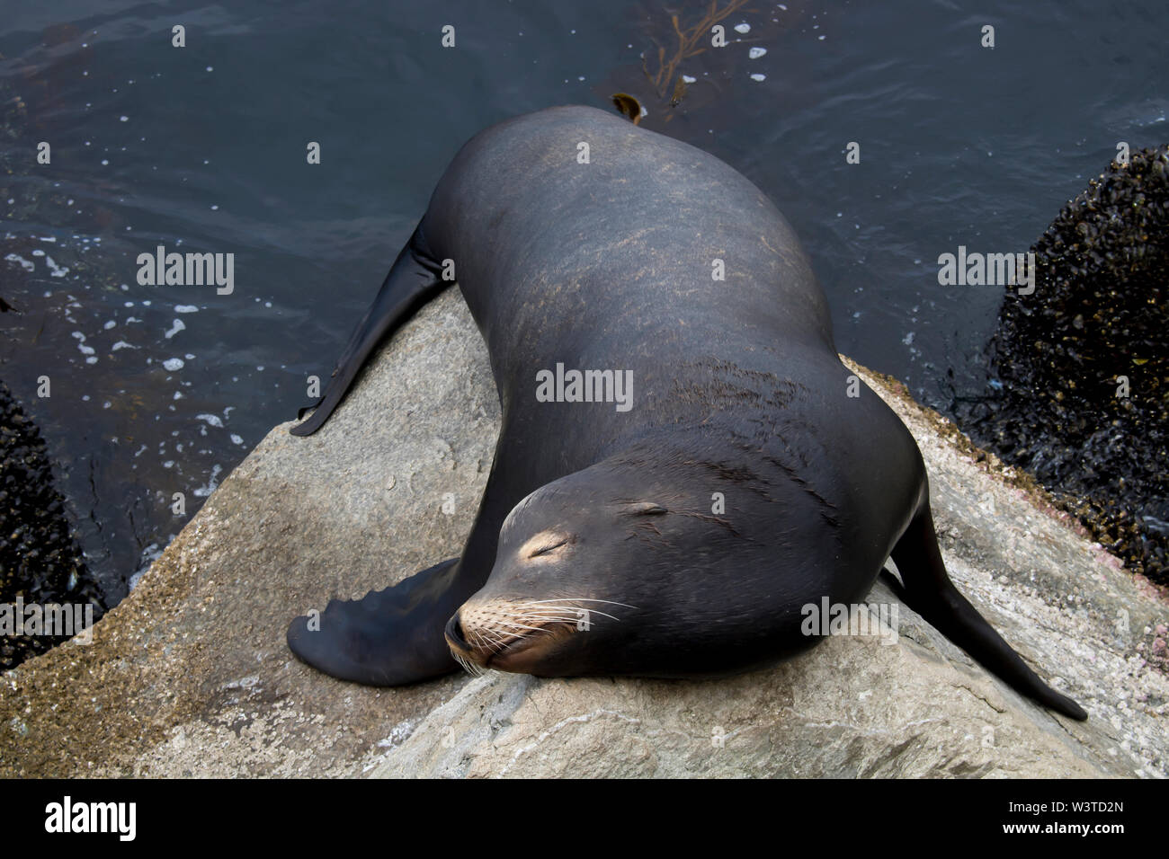 Colorati di nero maschio di leone marino di dormire su rocce in stretta fino in California l'immagine. Foto Stock