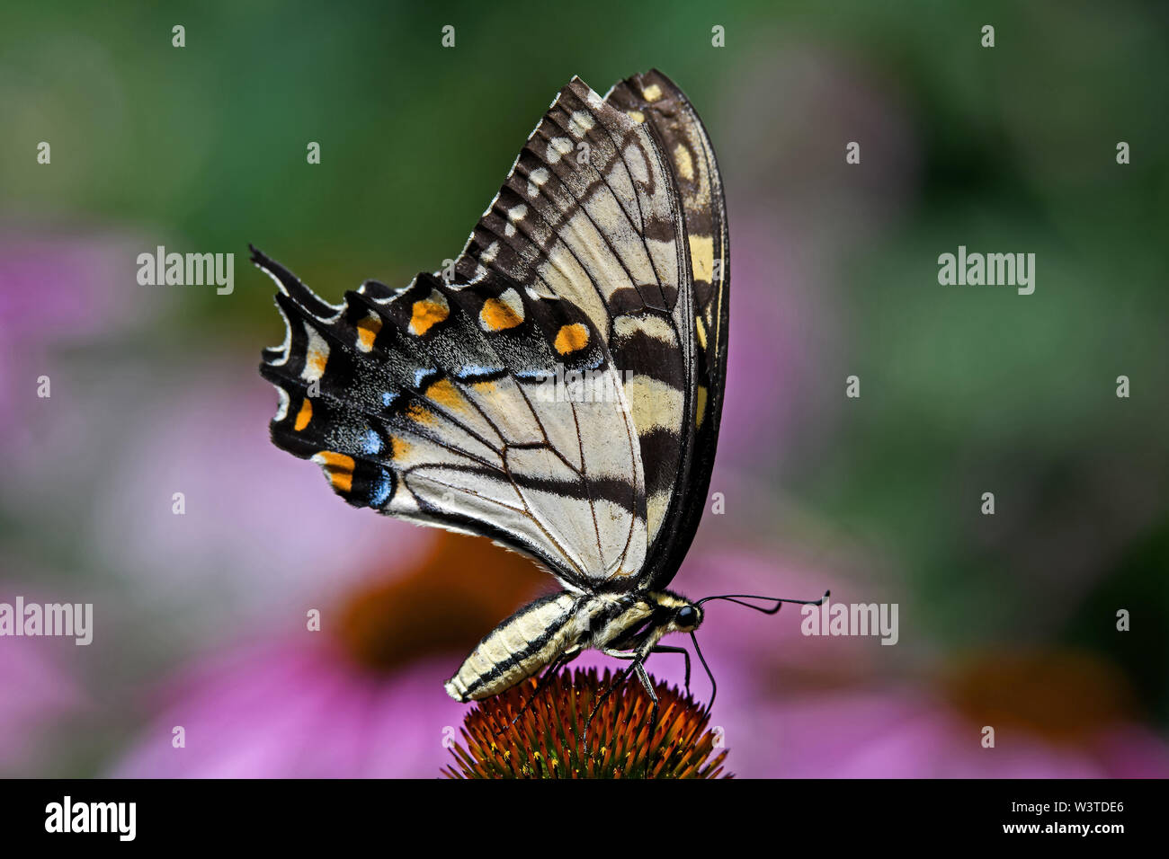 Papilio glaucus o tiger orientale a coda di rondine su Echinacea fiore. La farfalla è una farfalla a coda di rondine nativa per Nord America orientale. Foto Stock