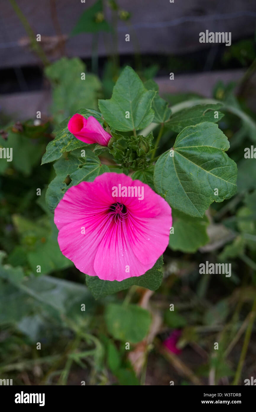 Makro colpo di un bel colore rosa fiori di prato pienamente sbocciato. immagine 2 Foto Stock