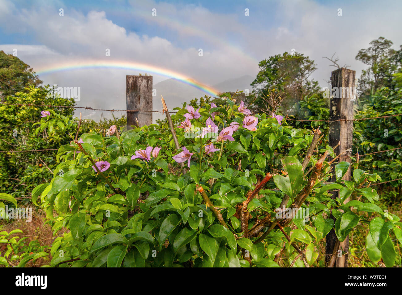 Immagine di fiori lungo un recinto in mezzo alla vegetazione lussureggiante di Boquete, una città nelle highlands Occidentali del Panama. Foto Stock