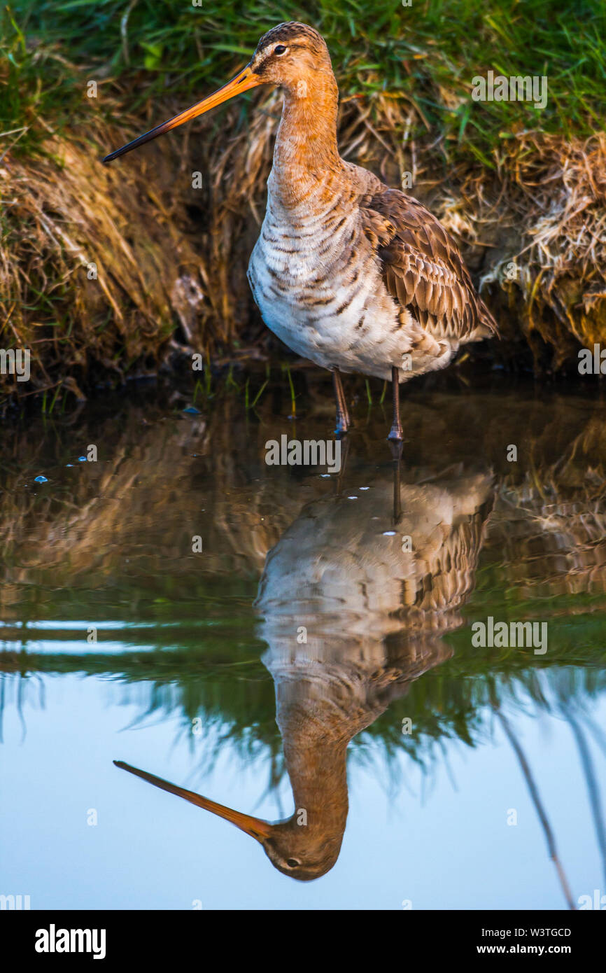 Nero-tailed godwit, Uferschnepfe (Limosa limosa) mit Spiegelbild Foto Stock