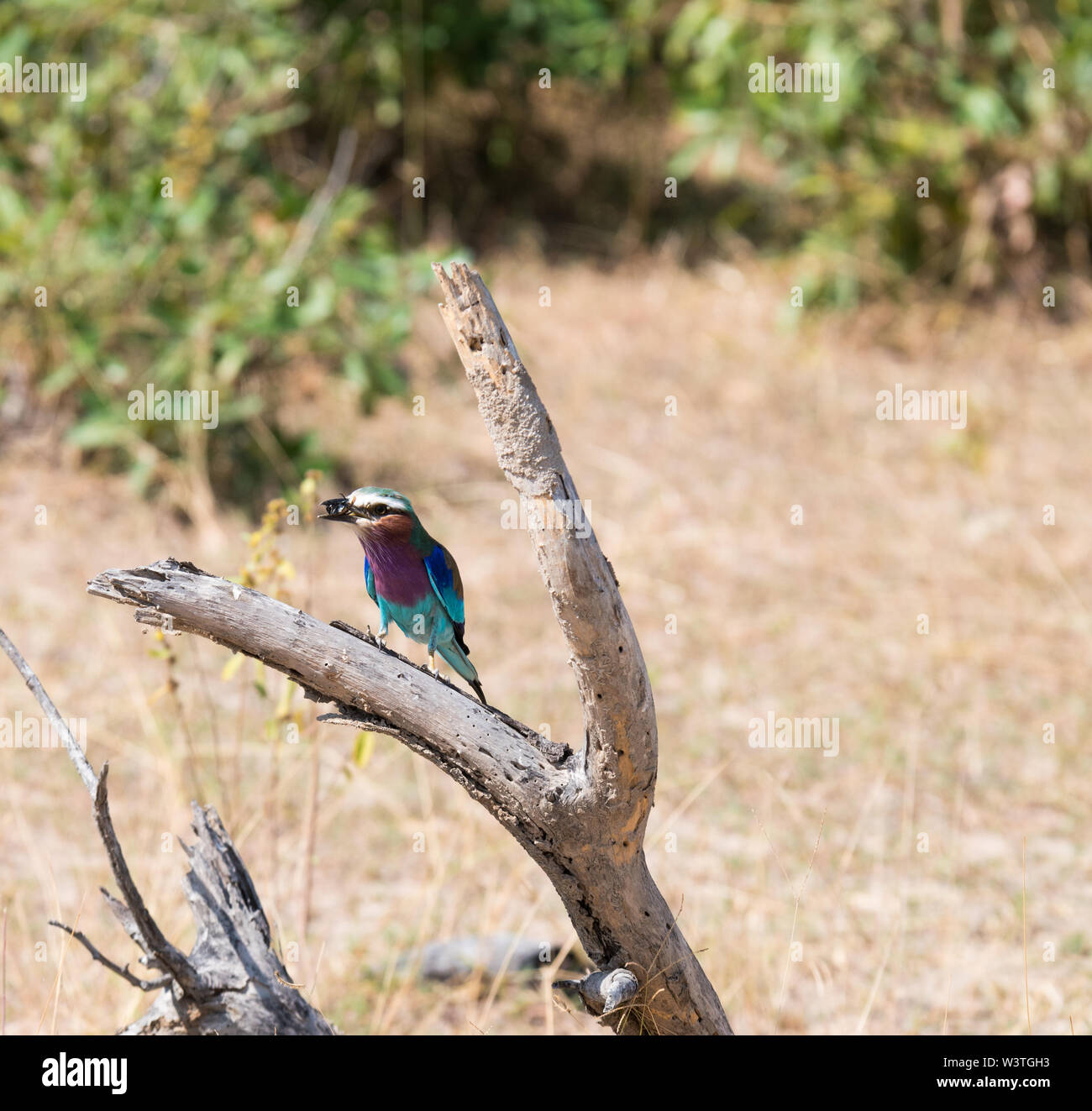 Lilac Breasted rullino appoggiato su un ramo munching su un insetto. Foto Stock