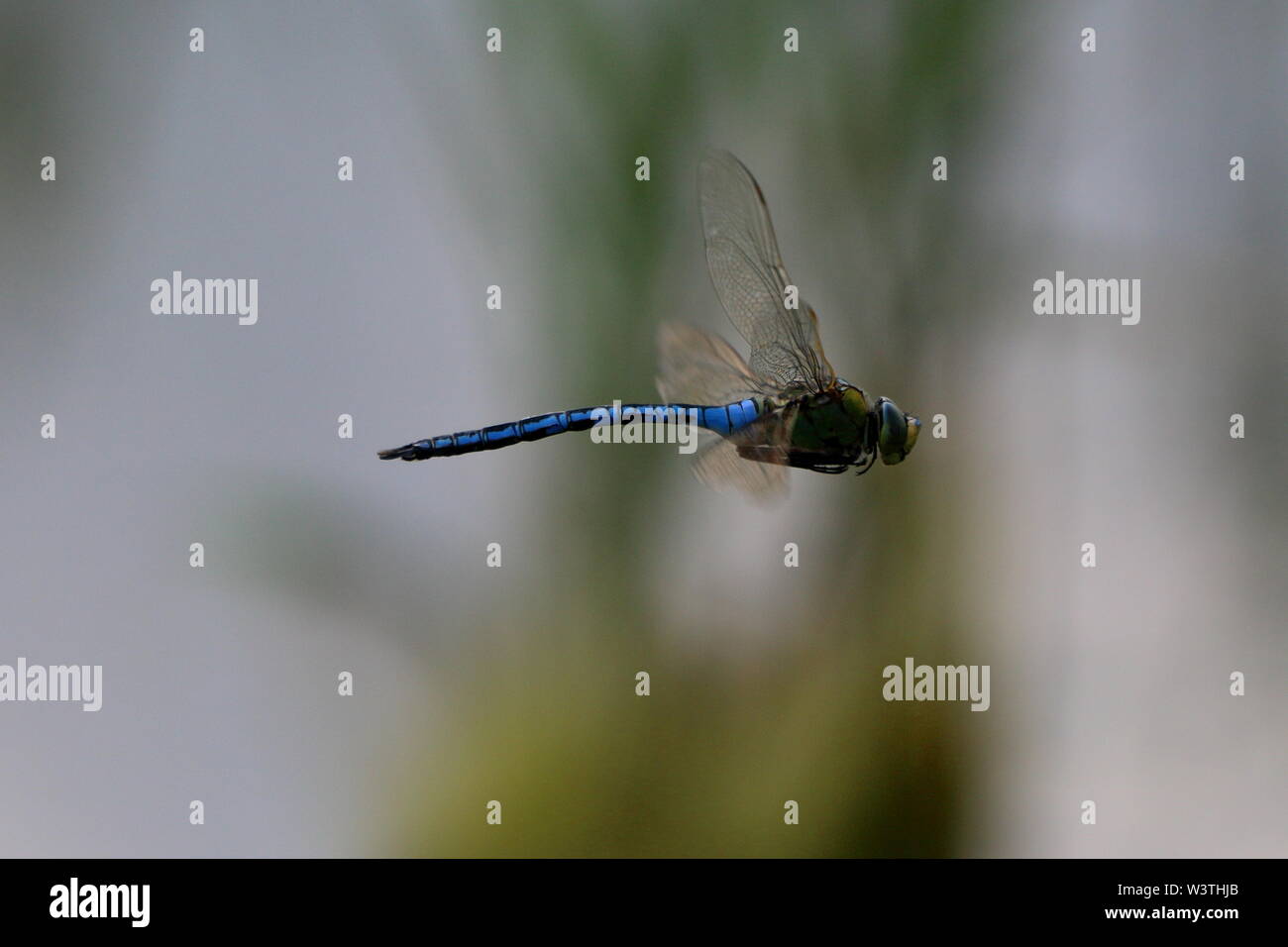L'imperatore libellula Anax Imperator) in volo Foto Stock
