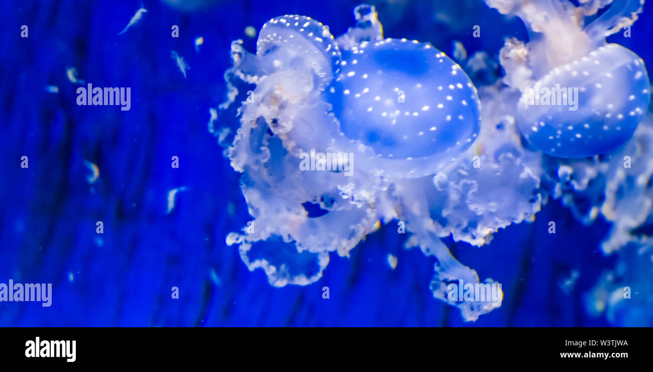 Primo piano di un macchiato meduse, campana flottante meduse, specie tropicali dall'oceano pacifico Foto Stock