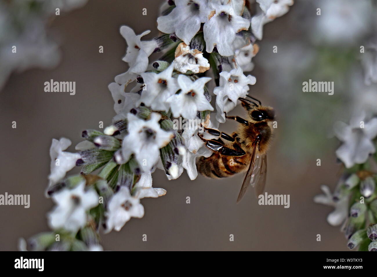 Il miele delle api, Apis mellifera, su bianco lavanda Foto Stock