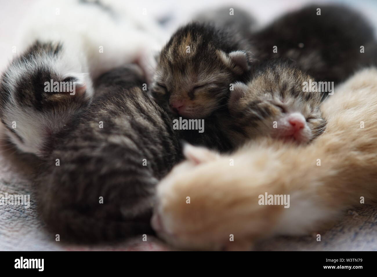 Carino i gattini appena nati dormono, baby animali sonno, deliziosa famiglia Foto Stock