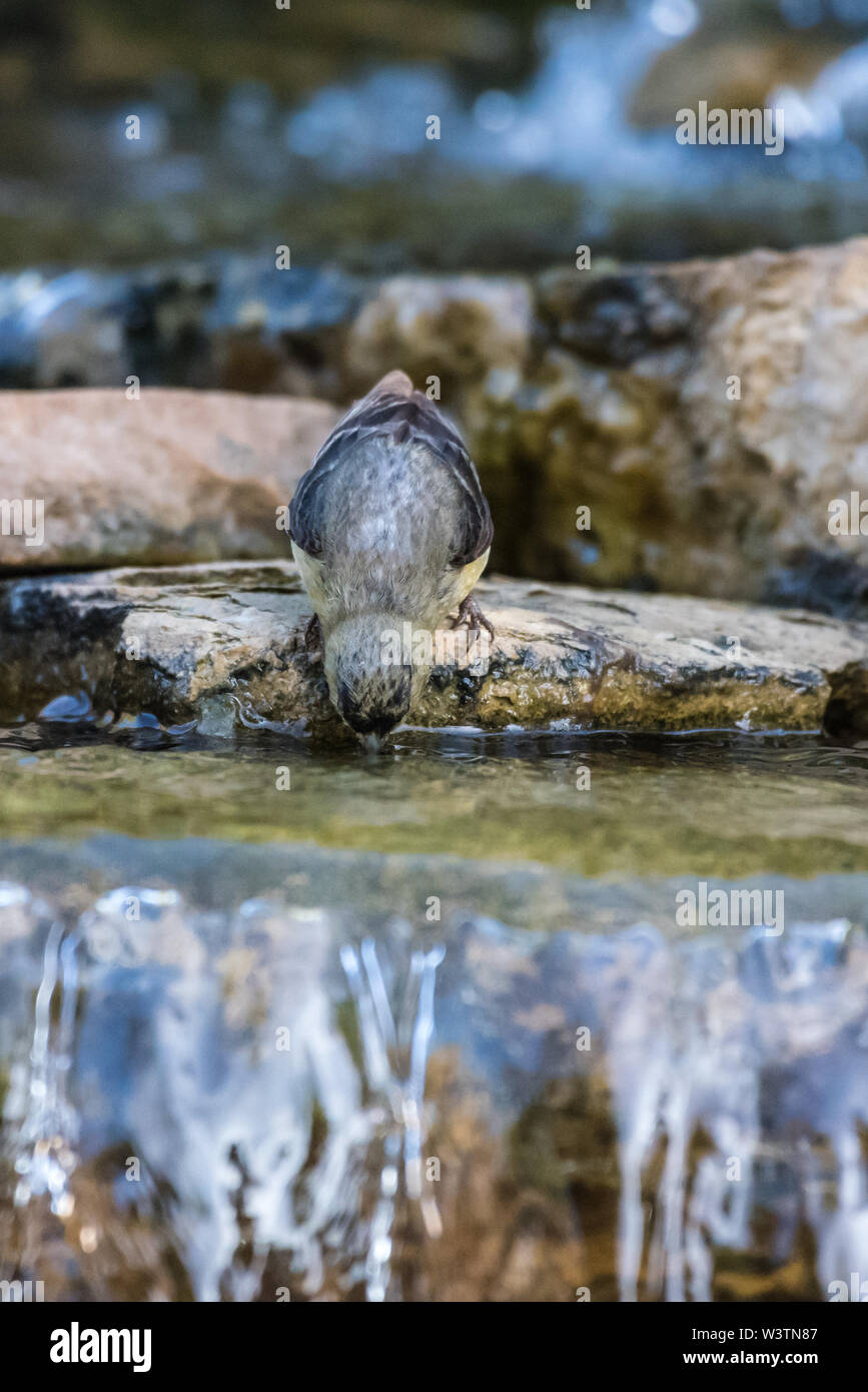 Carino poco minore Cardellino mantenendo un becco di immersione verso il basso nell'acqua che scorre per il tanto necessario bere. Foto Stock