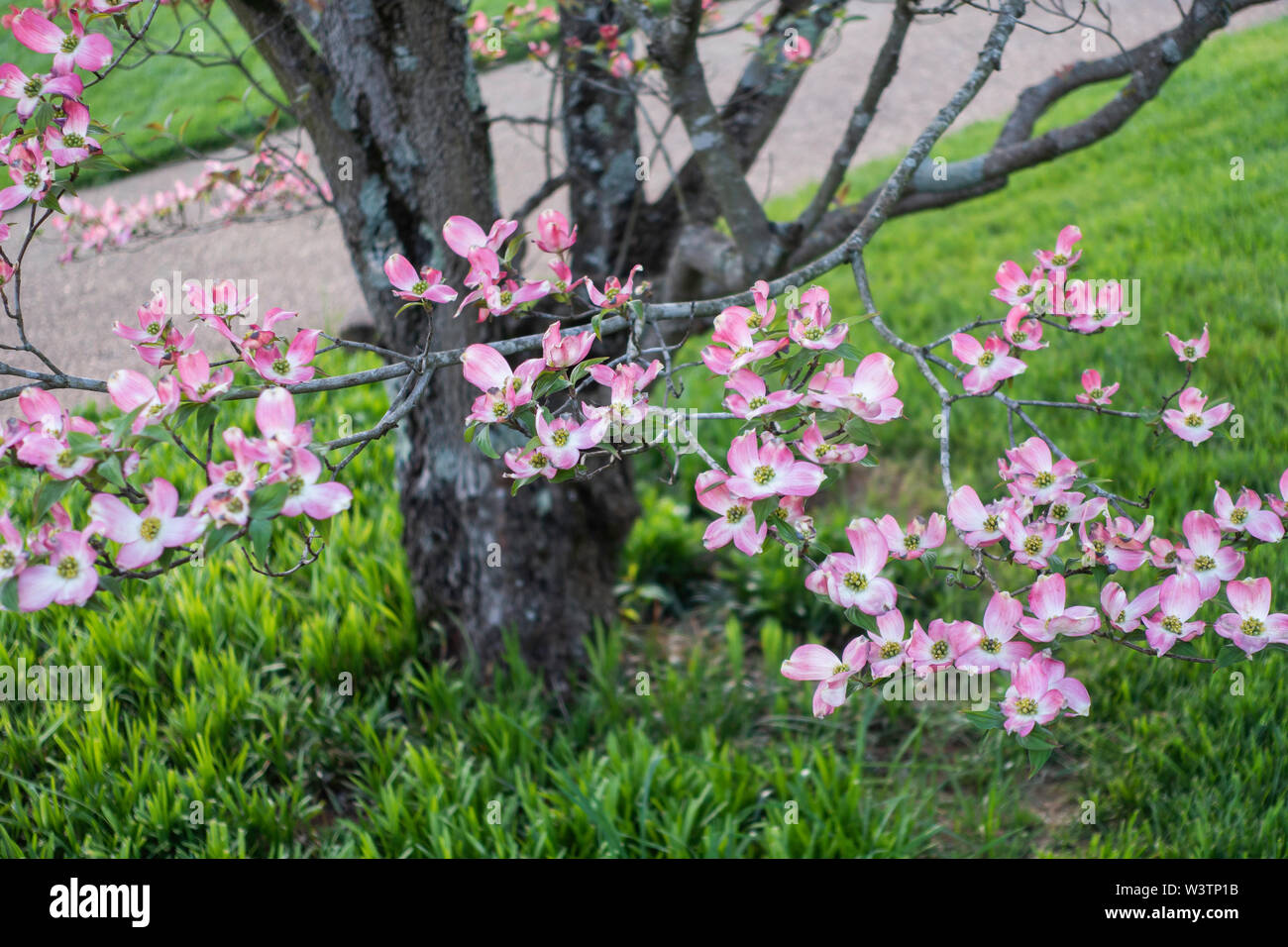 Fioritura di rosa fiori di corniolo, Cornus florida su un ramo. Knoxville, Tennessee, Stati Uniti d'America. Foto Stock