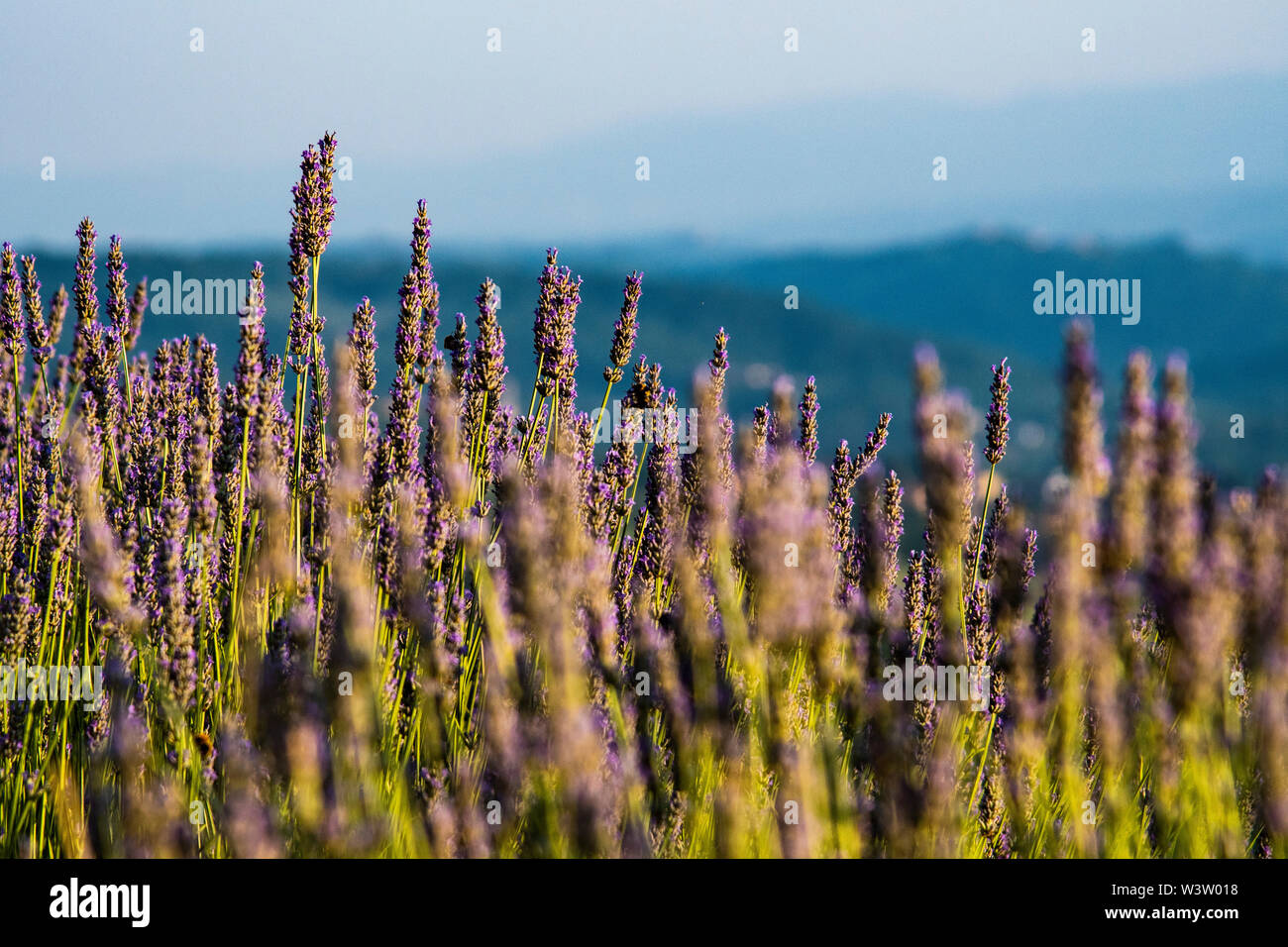 Campo di lavanda in Toscana, Italia Foto Stock