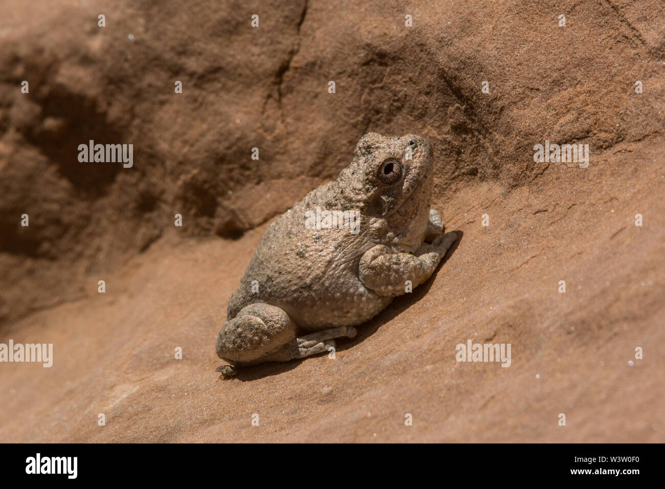 Red-spotted Toad (Anaxyrus punctatus) da Mesa County, Colorado, Stati Uniti d'America. Foto Stock