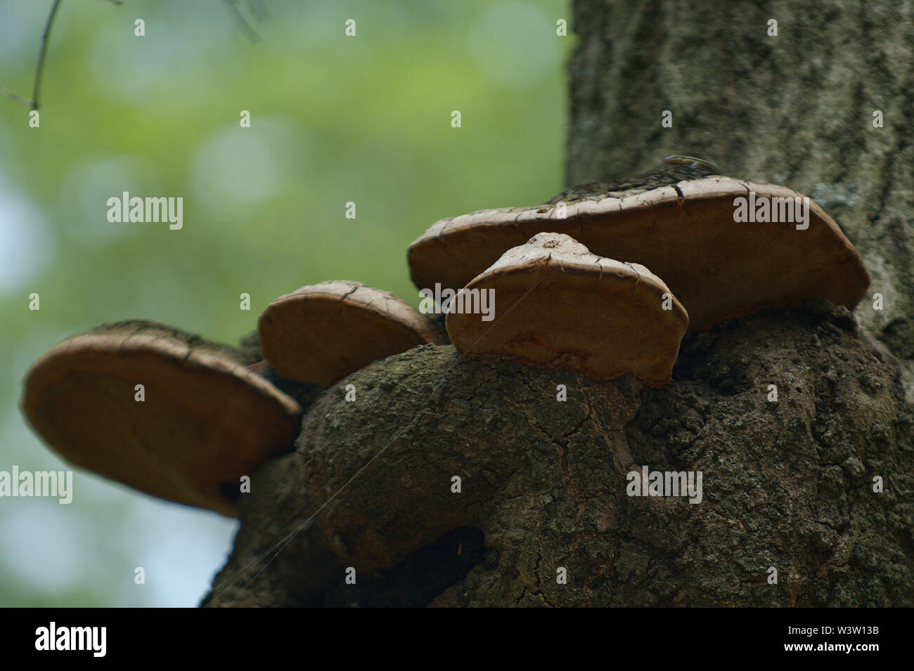 Grandi funghi che crescono su albero vivo nodo Foto Stock