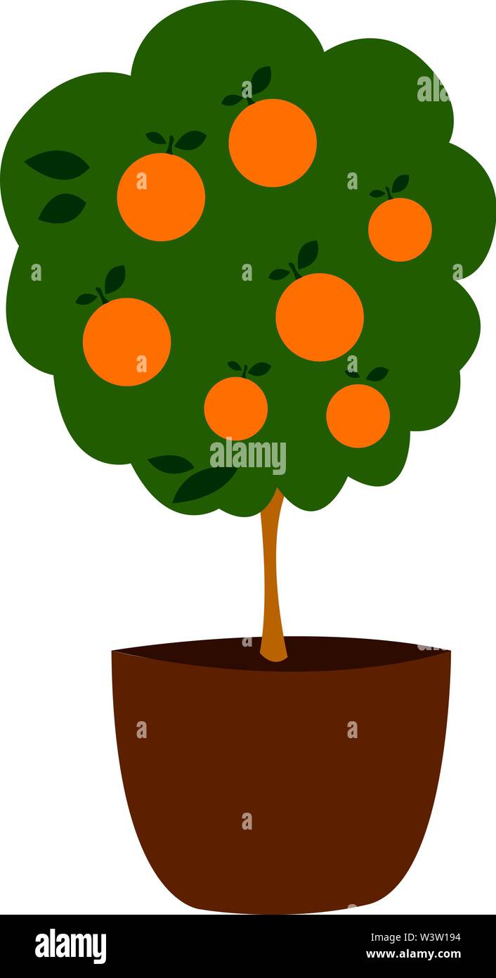Arancio in pentola, illustrazione, vettore su sfondo bianco Illustrazione Vettoriale