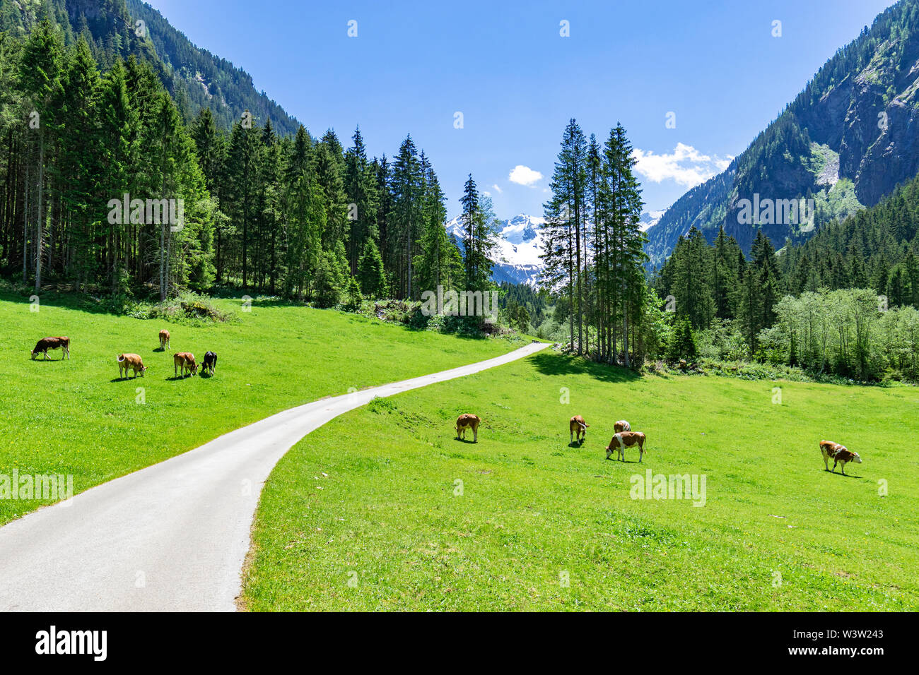 Idilliaco paesaggio di montagna con le mucche al pascolo nelle Alpi Foto Stock