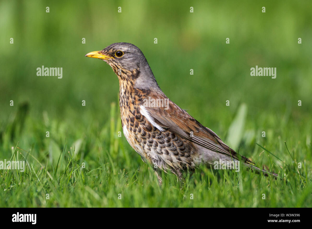 Allodole Cesene Beccacce, Wacholderdrossel (Turdus pilaris) Foto Stock