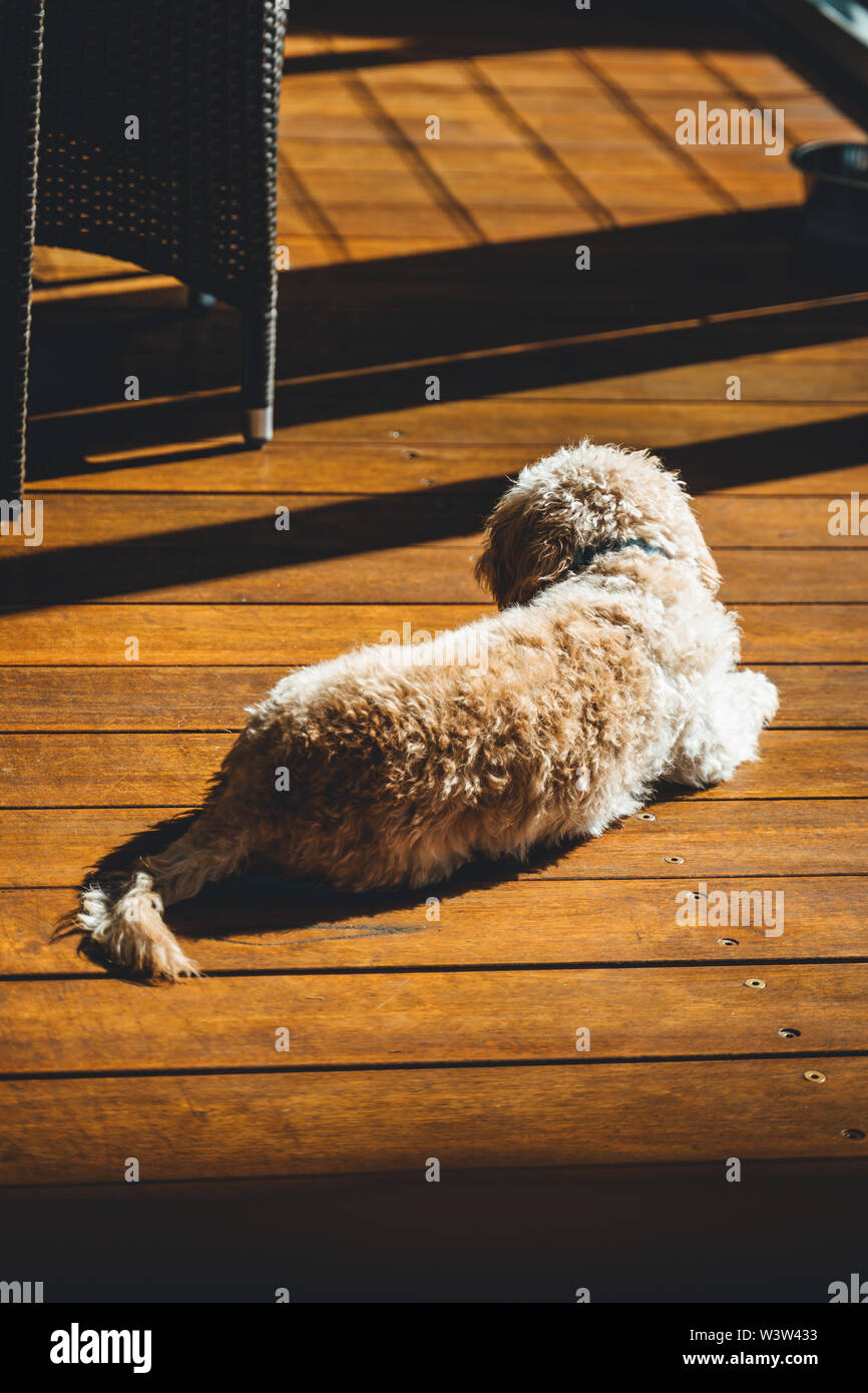 Cavoodle getta sul legname decking godendo il sole del mattino. Foto Stock