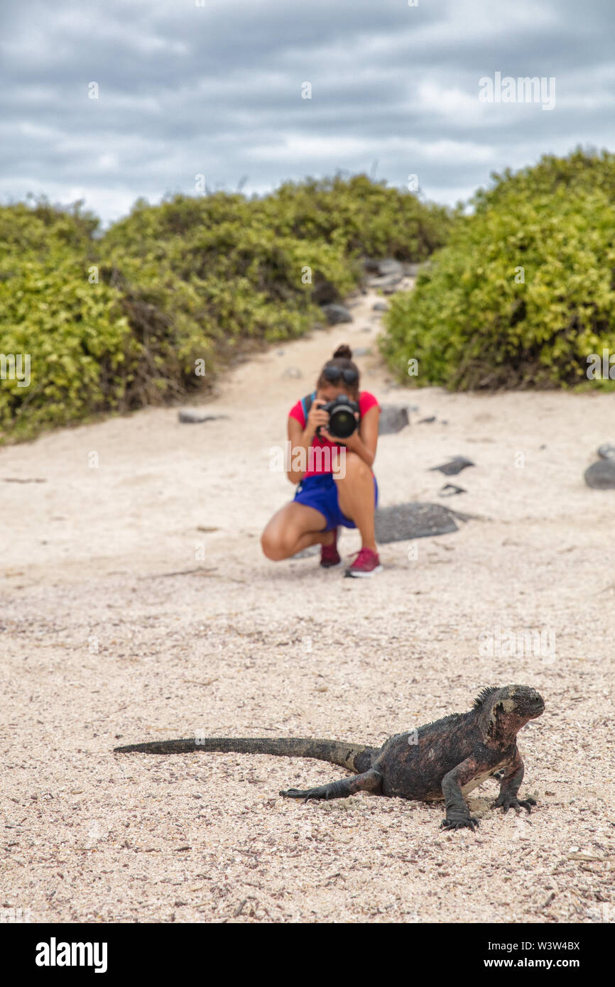 Galapagos Natale Iguana e fotografo turistico fauna selvatica scattare foto Foto Stock