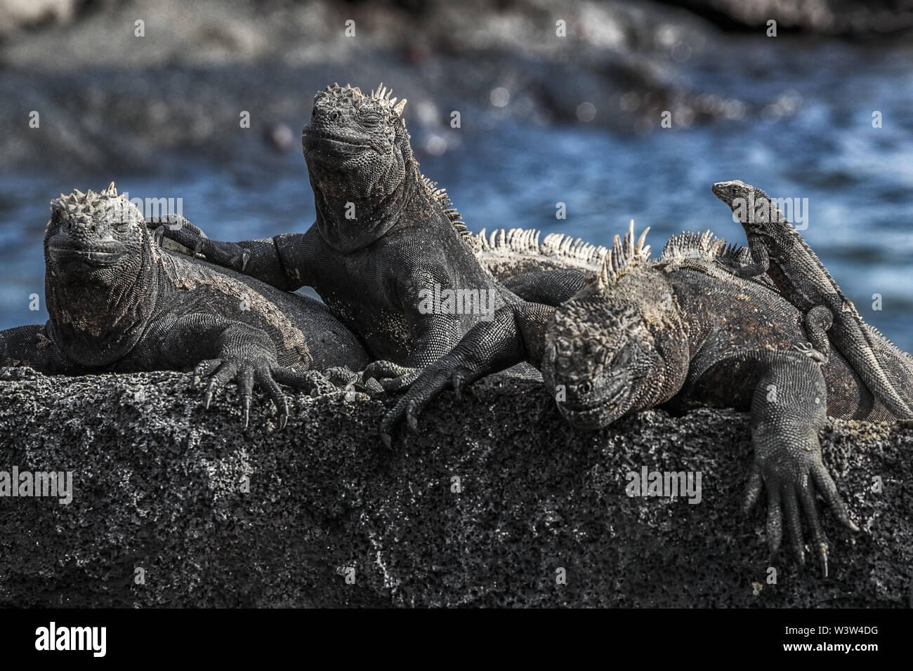Galapagos Marine Iguana - Iguanas riscaldamento al sole Isola di Fernandina Foto Stock