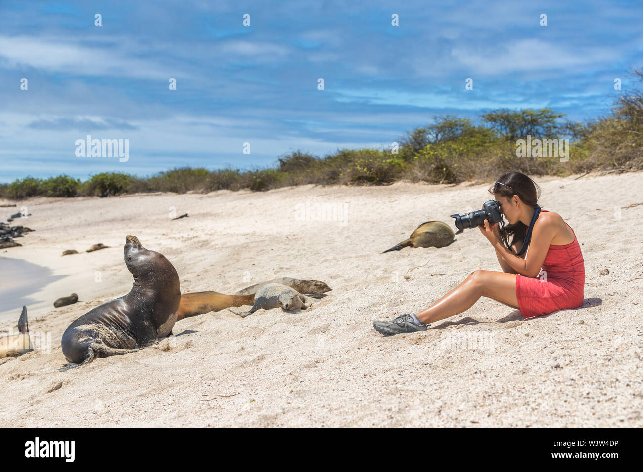 Galapagos turista godere guardando seduto da Galapagos Sea Lions fotografando Foto Stock