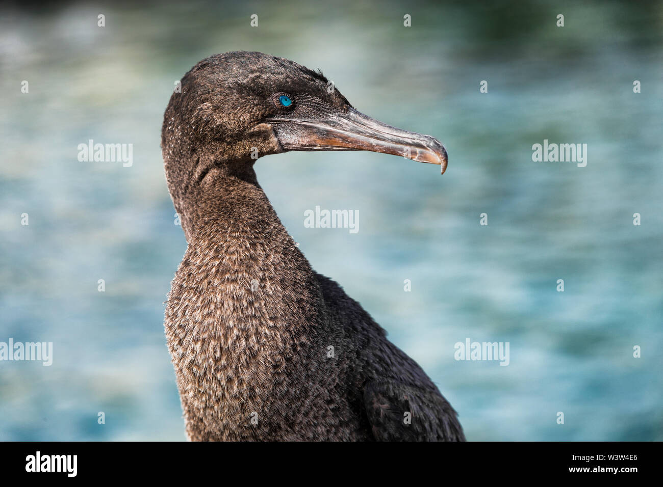 Galapagos animali fauna selvatica - uccello cormorano senza luce aka cormorani galapagos Foto Stock