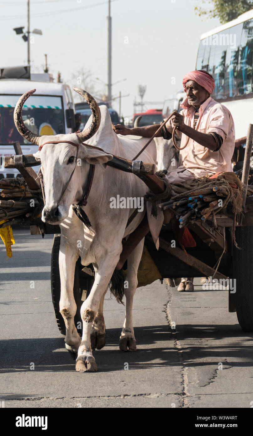 Un tradizionale indiano uomo indù e un bianco sacra vacca sacra tira un carrello caricato su una strada trafficata nella città di Jaipur nel Rajasthan in India. Foto Stock
