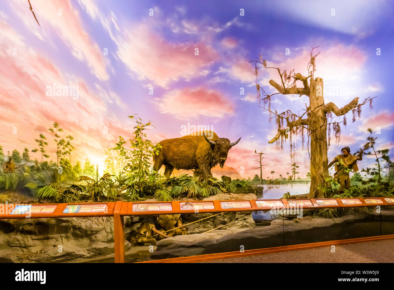Il Vescovo Museo di Scienza e Natura in precedenza il South Florida Museum di Bradenton Florida Foto Stock