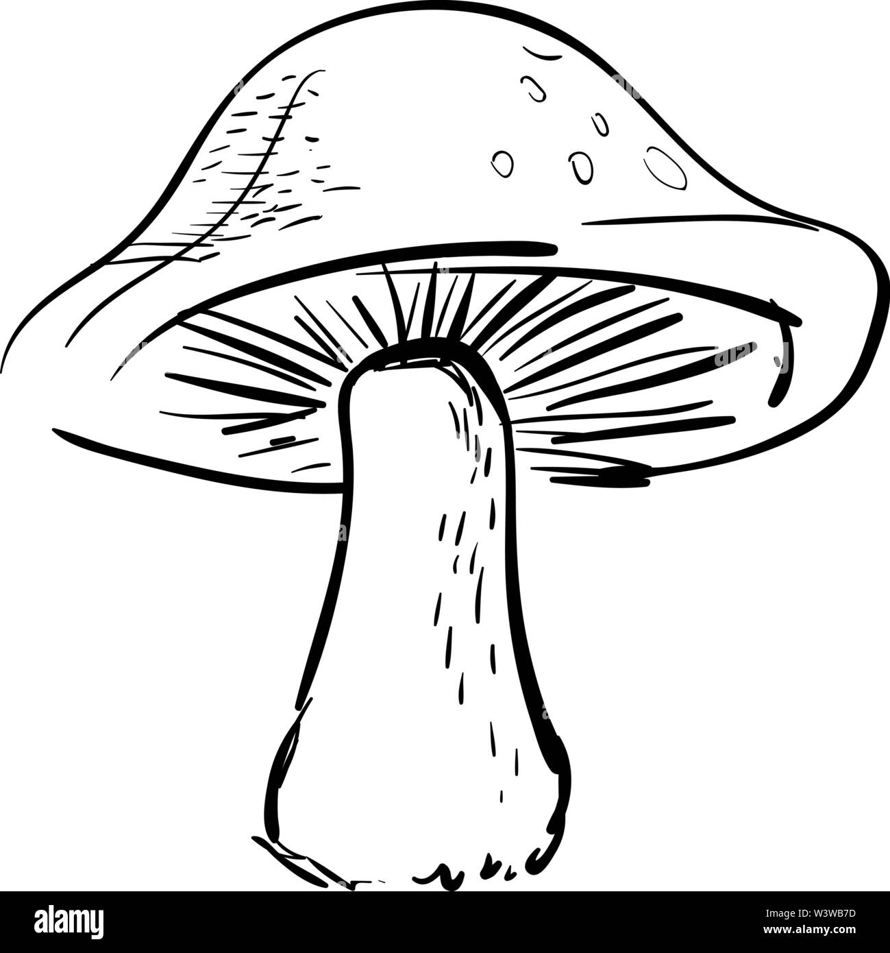 Disegno di fungo, illustrazione vettore su sfondo bianco. Illustrazione Vettoriale