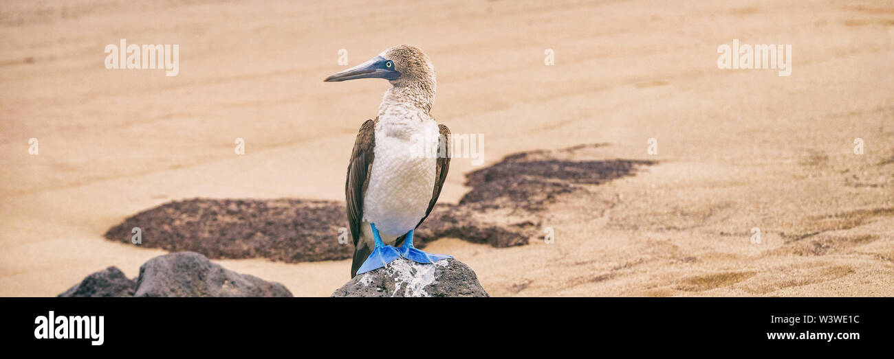 Booby dalle zampe blu - la famosa e iconica fauna selvatica delle galapagos Foto Stock