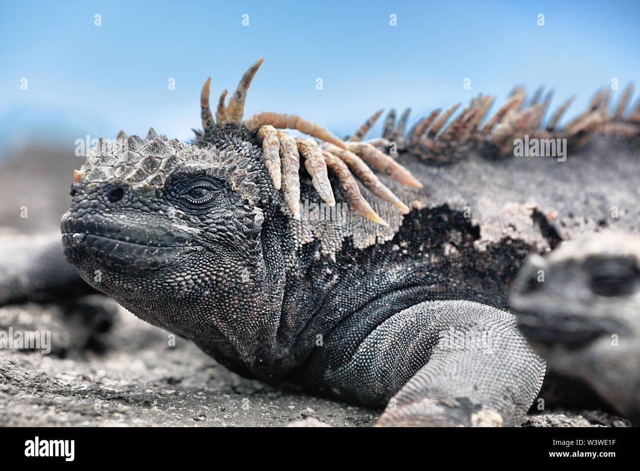 Galapagos Marine Iguana - incredibili animali e fauna selvatica di Galapagos Isole Foto Stock