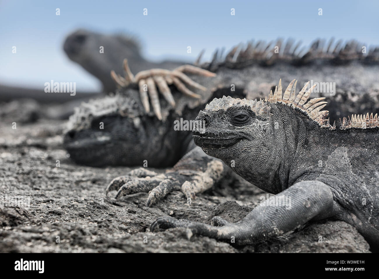 Isole Galapagos Marina Iguana - animali e fauna selvatica di Galapagos Foto Stock