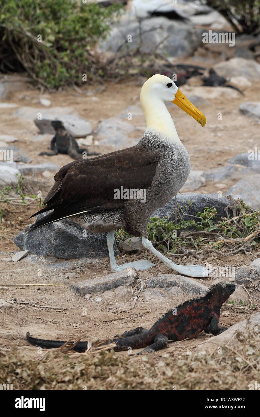 Galapagos albatross aka albatross ondulato a piedi da iguana di natale Foto Stock