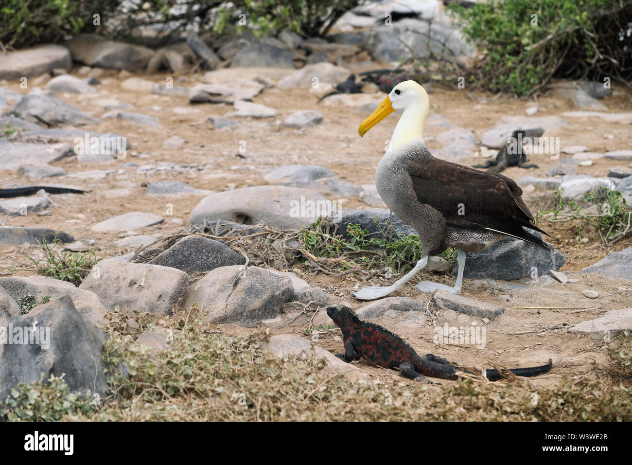 Galapagos albatross aka albatross ondulato a piedi da iguana di natale Foto Stock