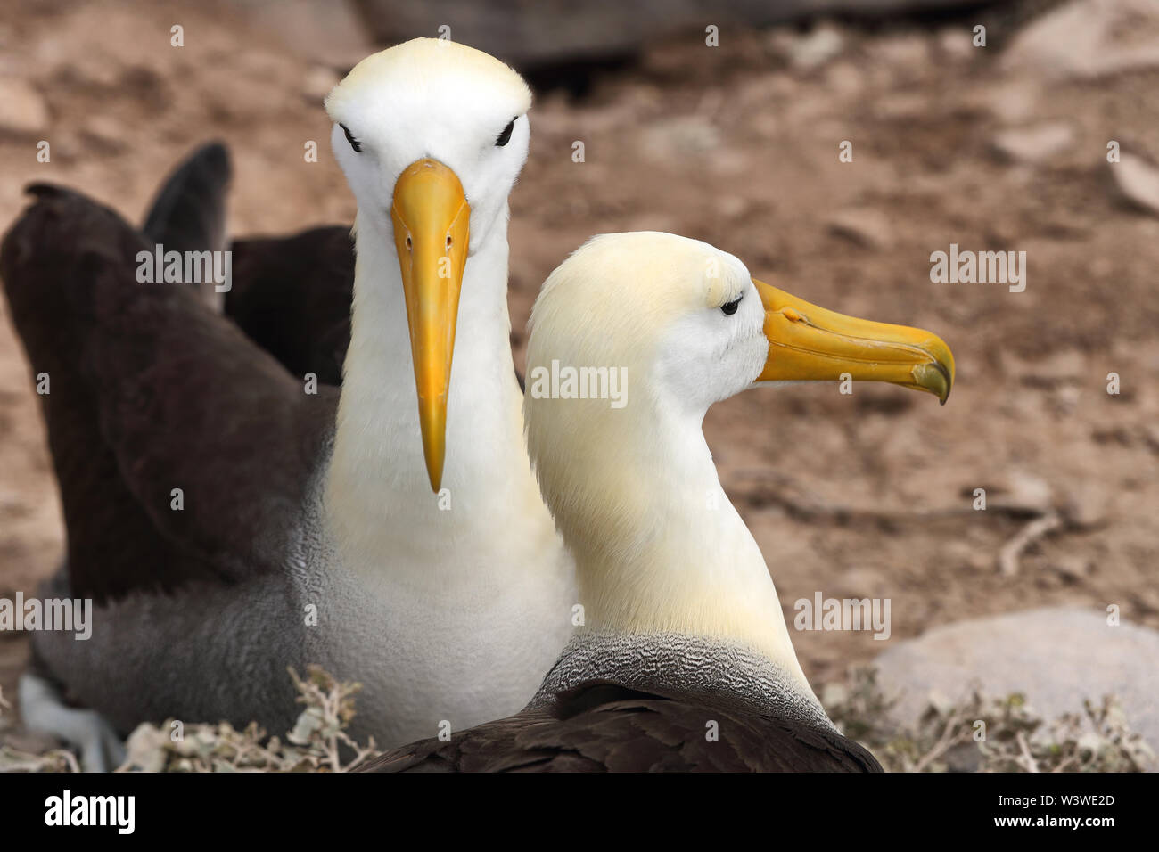 Galapagos Albatross aka coppia di albatross ondulato nidificazione sull'isola di Espanola Foto Stock