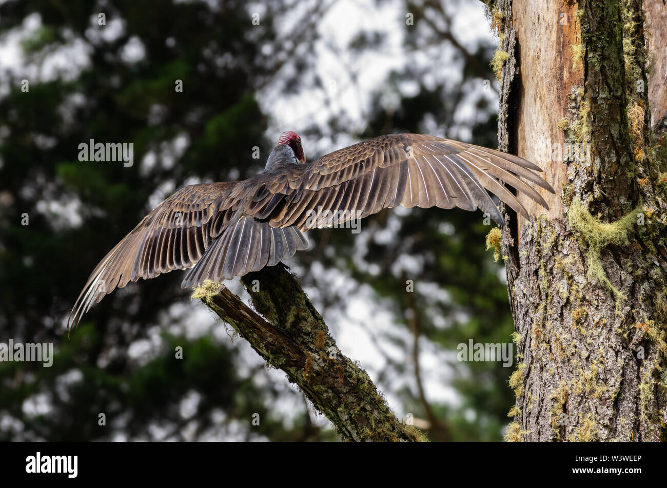 Immagine di un tacchino avvoltoio appollaiato su un albero in Boquete, una città nelle highlands Occidentali del Panama. Foto Stock