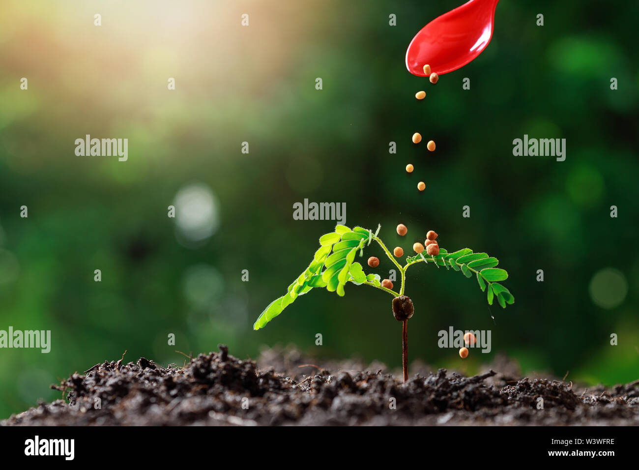 Stretta di mano agricoltore coltivando giovani piante di bambino (tamarind tree). Foto Stock
