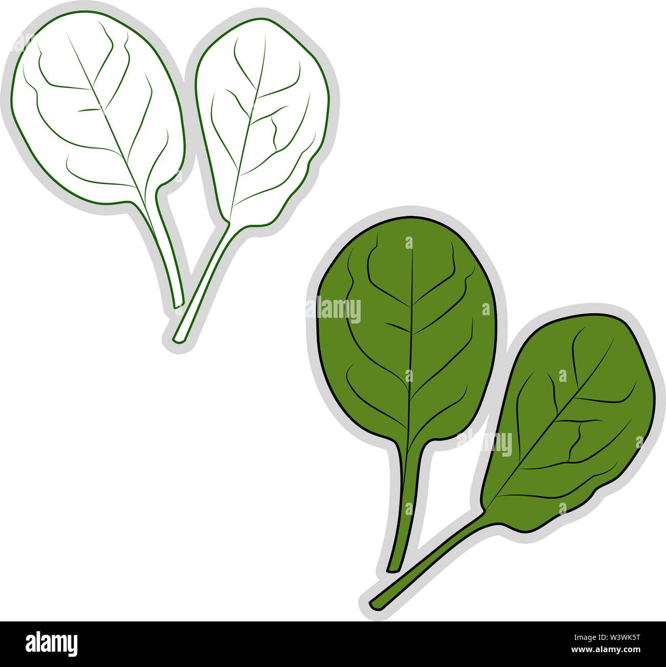 Spinaci freschi, illustrazione vettore su sfondo bianco. Illustrazione Vettoriale