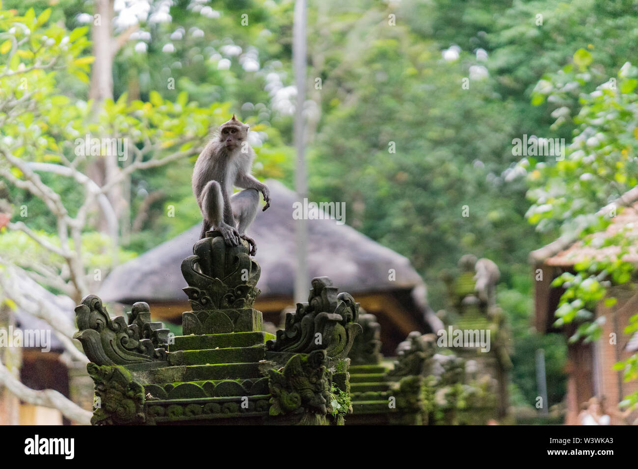 Scimmia Balinese ubicazione sulla sommità della recinzione Foto Stock