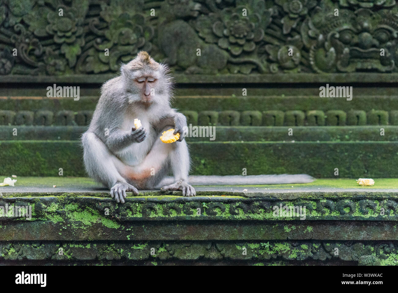 Scimmia Balinese di mangiare il pranzo Foto Stock