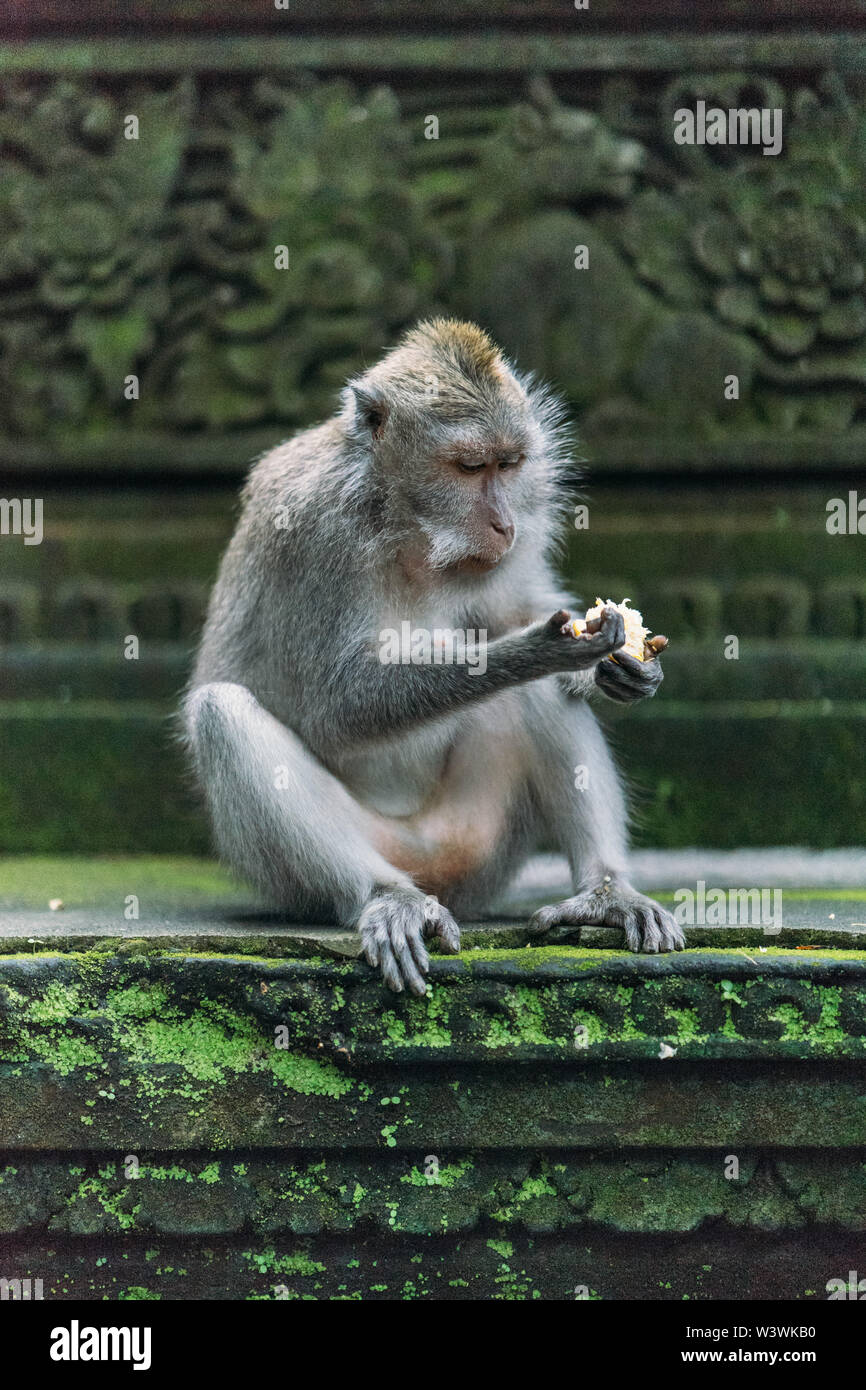 Scimmia Balinese è incerto circa l'opzione per il pranzo Foto Stock