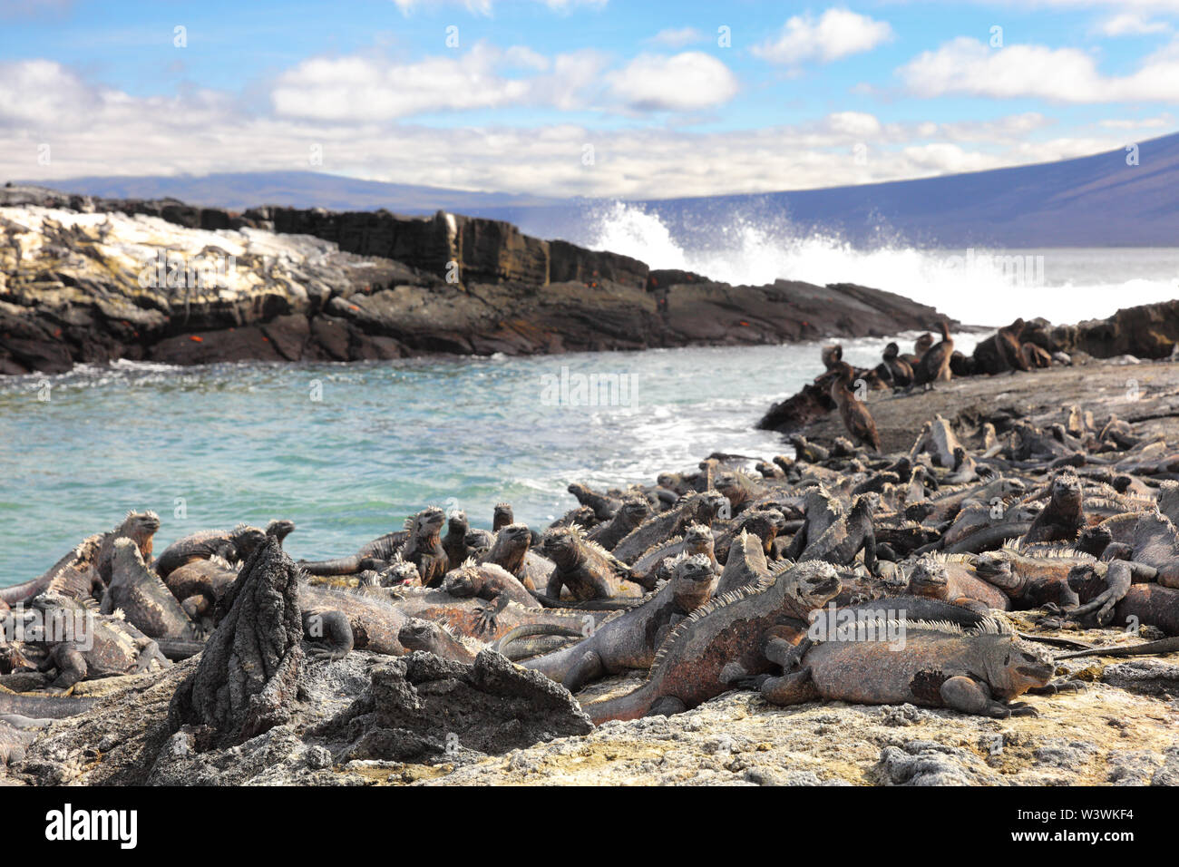 Le Galapagos animali - Marine Iguana e Flightless cormorant a Punta Espinoza, Fernandina Island, Isole Galapagos. Incredibile la fauna selvatica e la natura display con molte specie endemiche. Foto Stock
