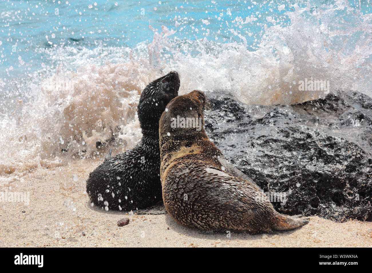 Le Galapagos Sea Lion cubs giocoso giocando in sabbia e le onde che giace sulla spiaggia su isole Galapagos. Animali e natura della fauna selvatica su Galapagos, Ecuador, Sud America. Simpatici animali. Foto Stock