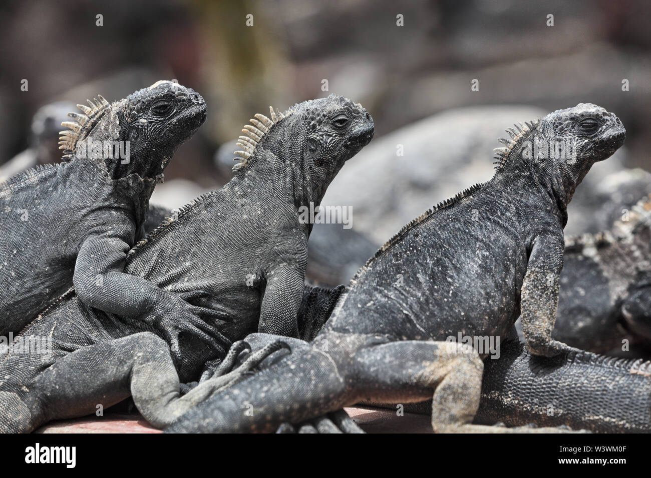 Galapagos iguane marine - riscaldamento di Iguana al sole sulle rocce di origine vulcanica sull isola Fernadina, Espinoza punto. Incredibile fauna selvatica animali su isole Galapagos, Ecuador. Foto Stock