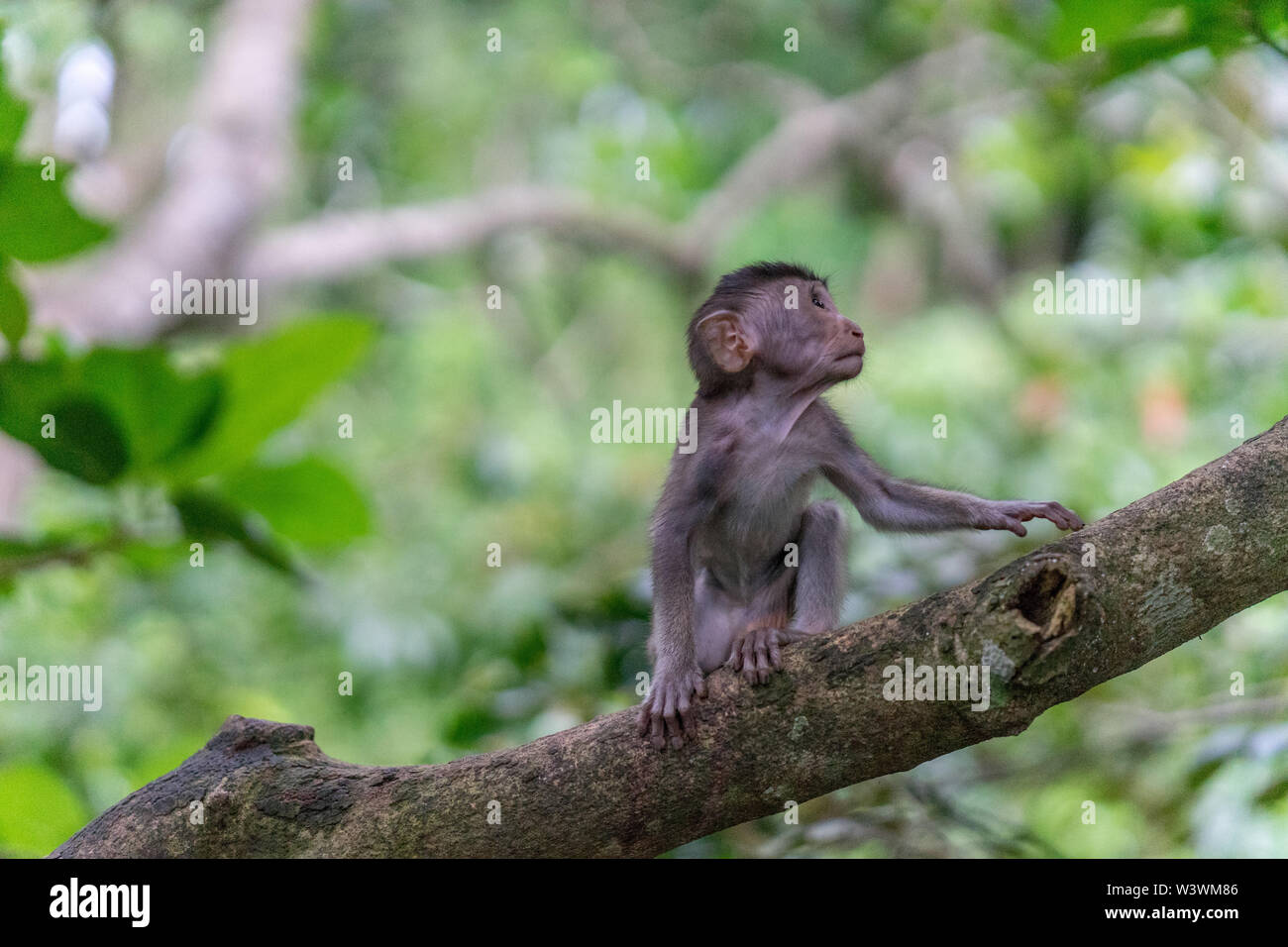 Baby monkey considerando la prossima mossa Foto Stock