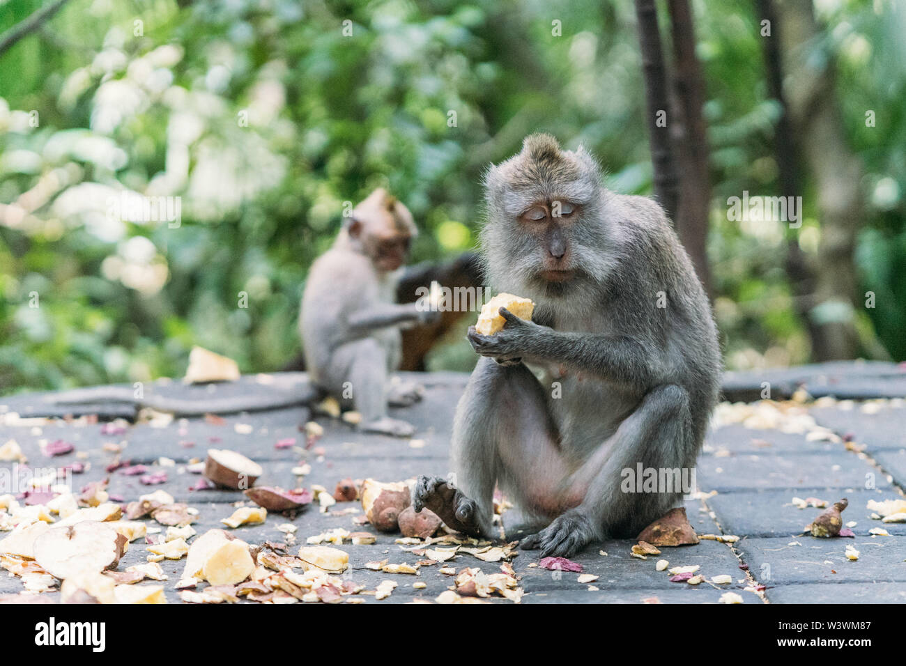 Scimmia Balinese di mangiare il pranzo nella foresta Foto Stock